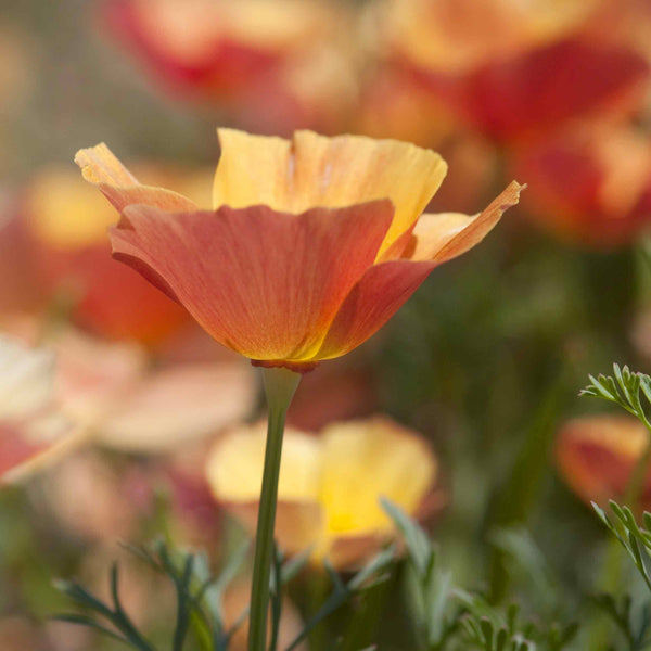 Californian Poppy Seeds 'Thai Silk Apricot'