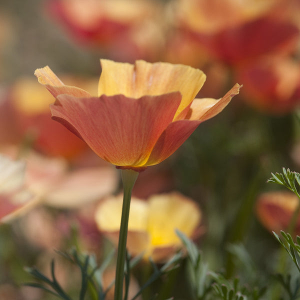 Californian Poppy Seeds 'Thai Silk Pink Champagne'