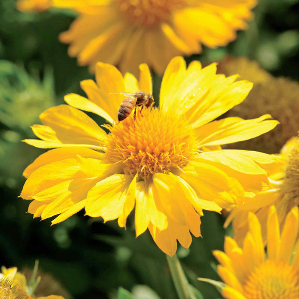 Nature's Haven Gaillardia Seeds 'Mesa Yellow'