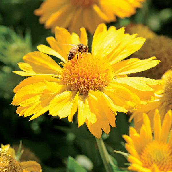 Nature's Haven Gaillardia Seeds 'Mesa Yellow'