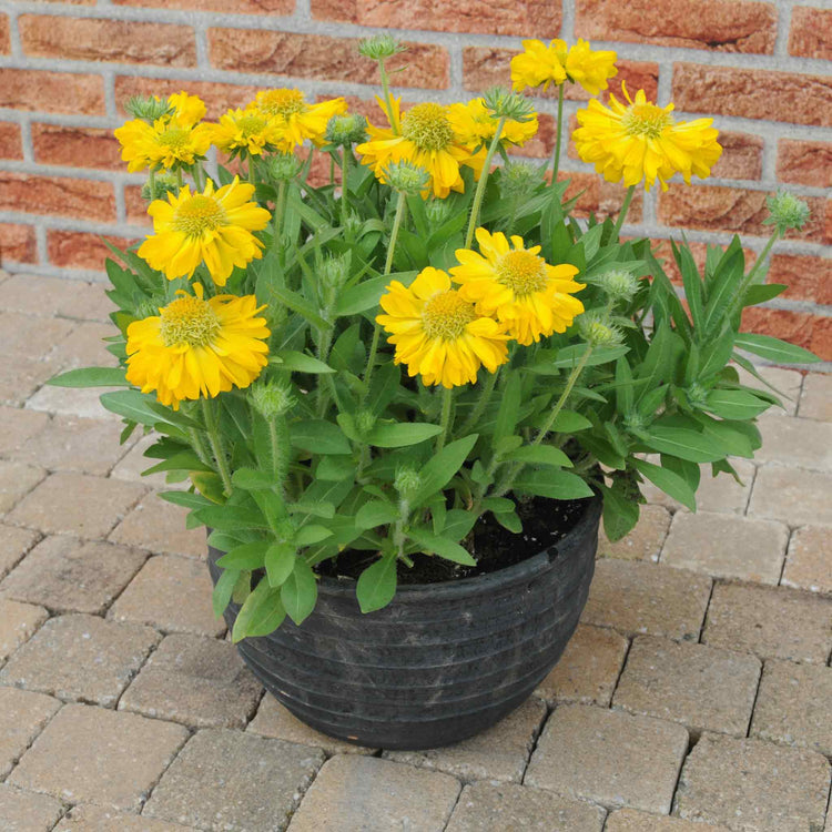 Nature's Haven Gaillardia Seeds 'Mesa Yellow'