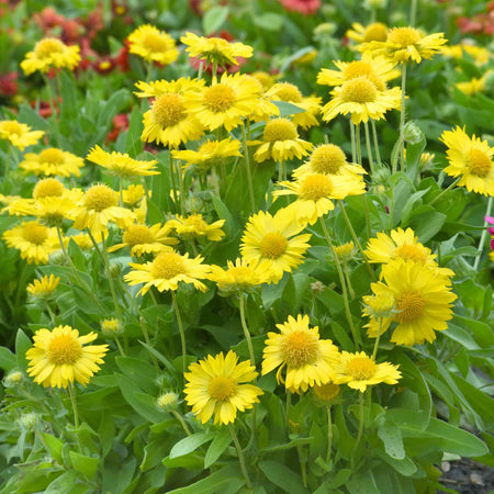 Nature's Haven Gaillardia Seeds 'Mesa Yellow'