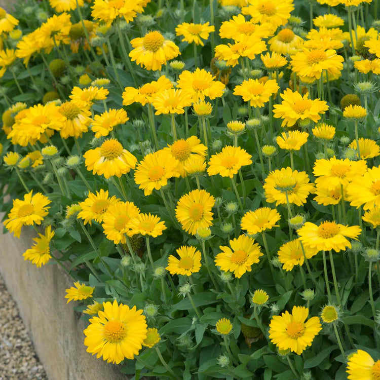 Nature's Haven Gaillardia Seeds 'Mesa Yellow'