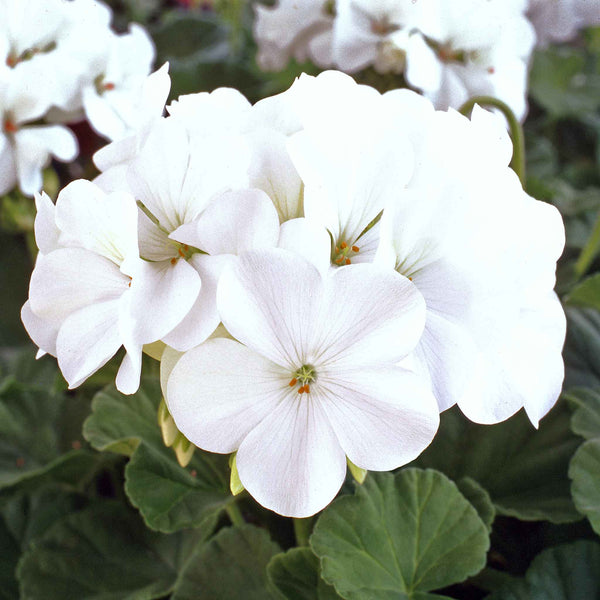 Geranium Seeds 'Horizon White'