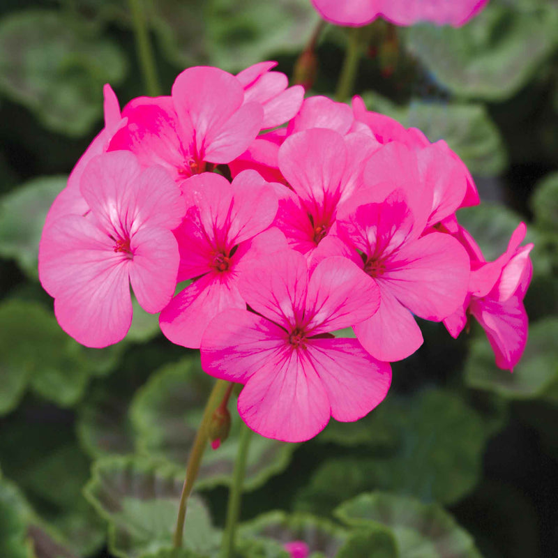 Geranium Seeds 'Horizon Neon Rose'