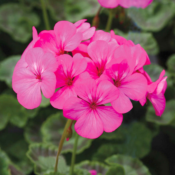 Geranium Seeds 'Horizon Neon Rose'