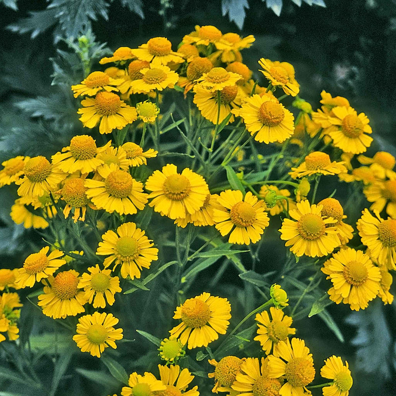 Helenium Seeds 'Helena Gold'