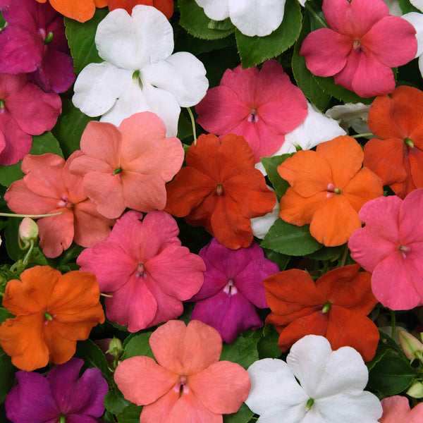 Impatiens Seeds 'Beacon Mixed'