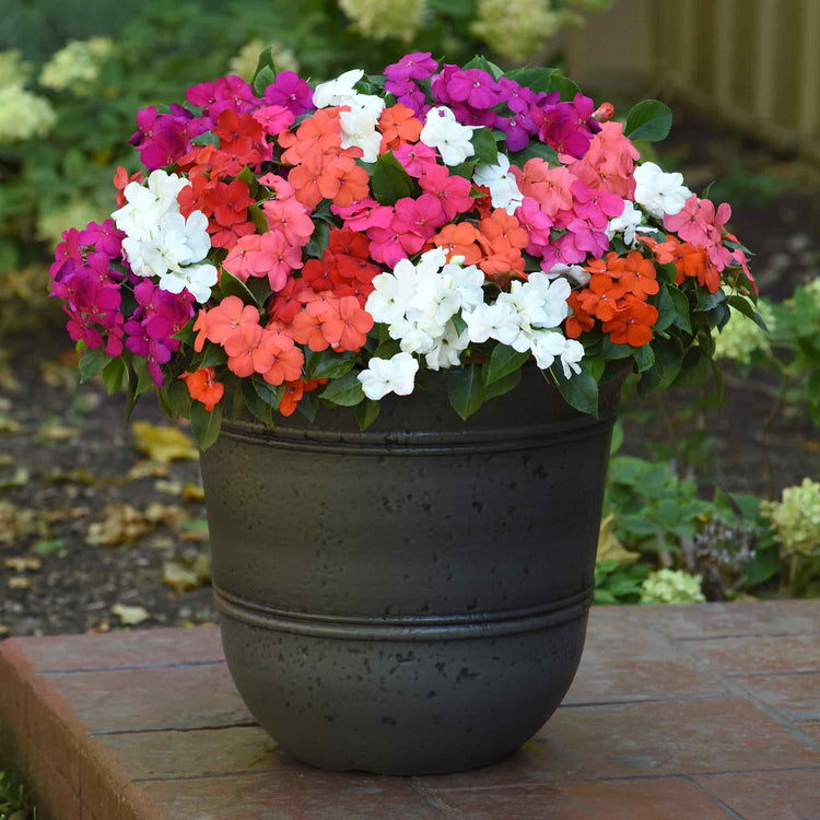 Impatiens Plant 'Beacon Select Mix'