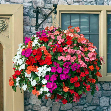 Busy Lizzie 'Beacon Select Mix'