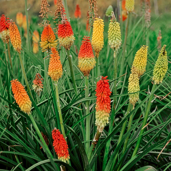 Red Hot Poker Kniphofia Seeds 'Grandiflora Mix'
