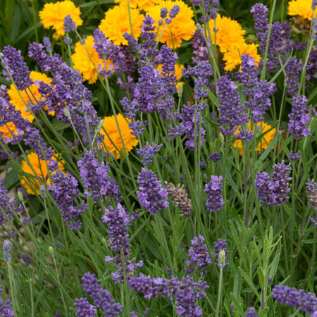 Lavender Seeds 'Ellagance Purple'