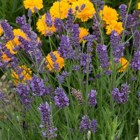 Lavender Seeds 'Ellagance Purple'