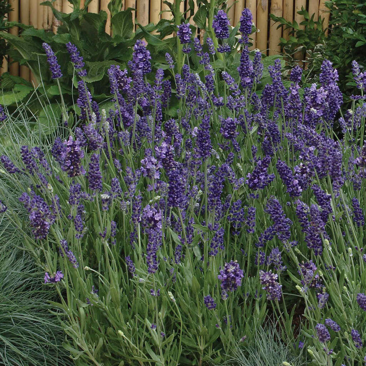 Lavender Seeds 'Ellagance Purple'