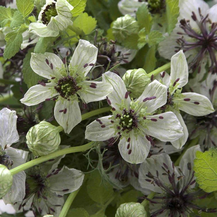 Love in a Mist Seeds 'Purple Princess'