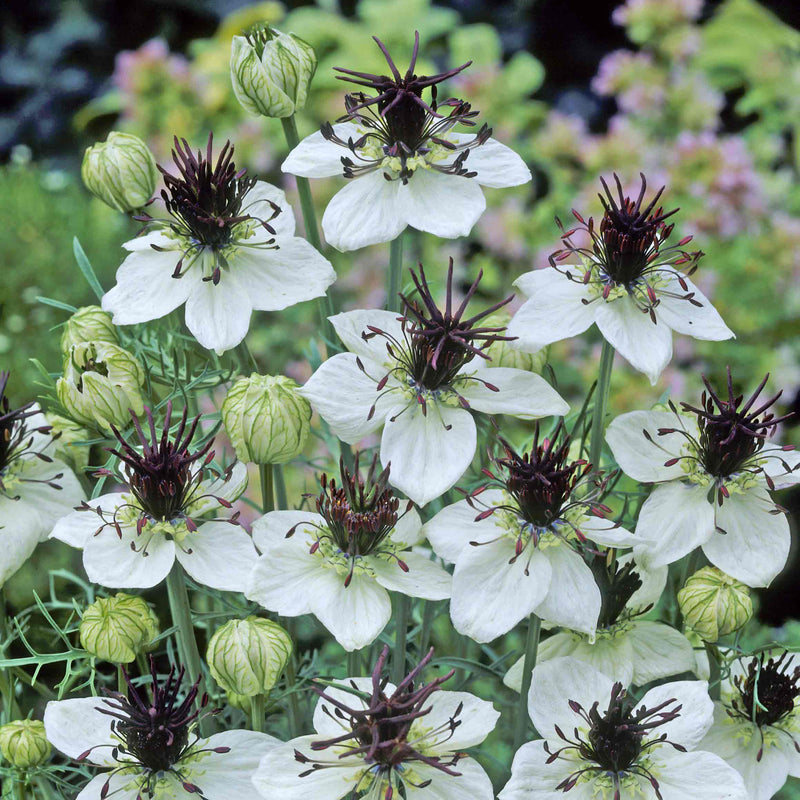 Love in a Mist Seeds 'Purple Princess'