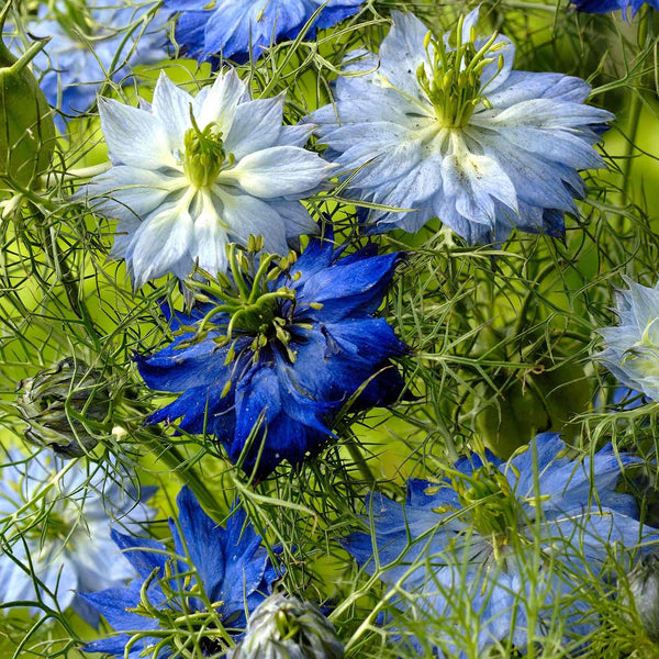 Love in a Mist Seeds 'Moody Blues'