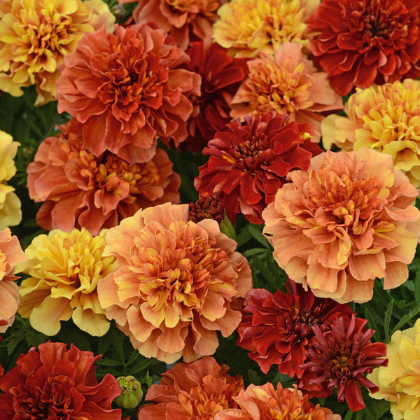 French Marigold Seeds 'Strawberry Blonde'