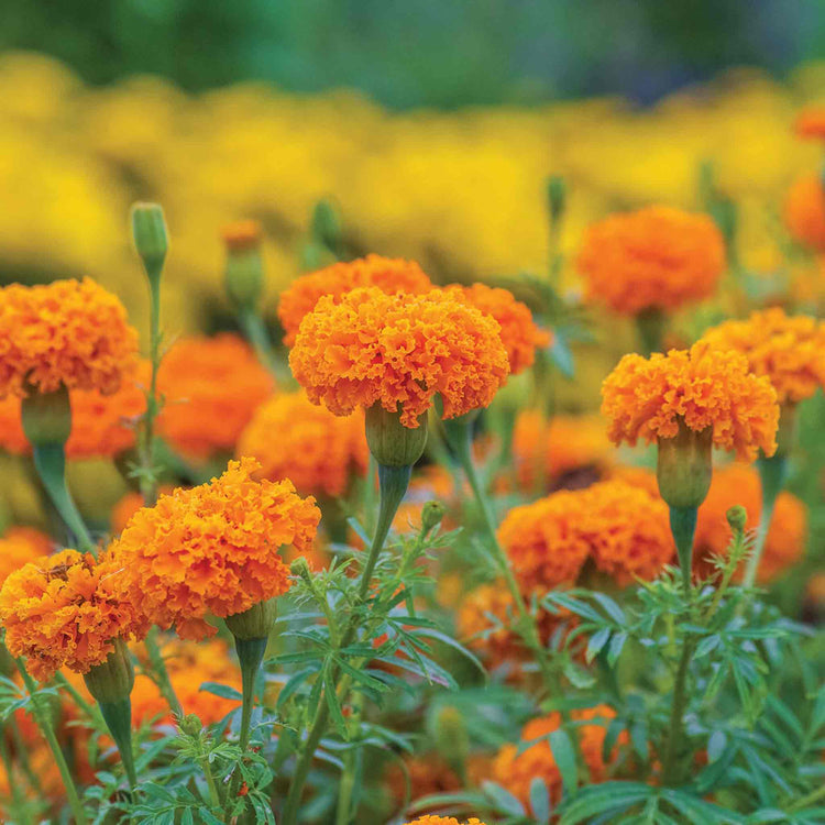 African Marigold Seeds 'Hot Stuff'