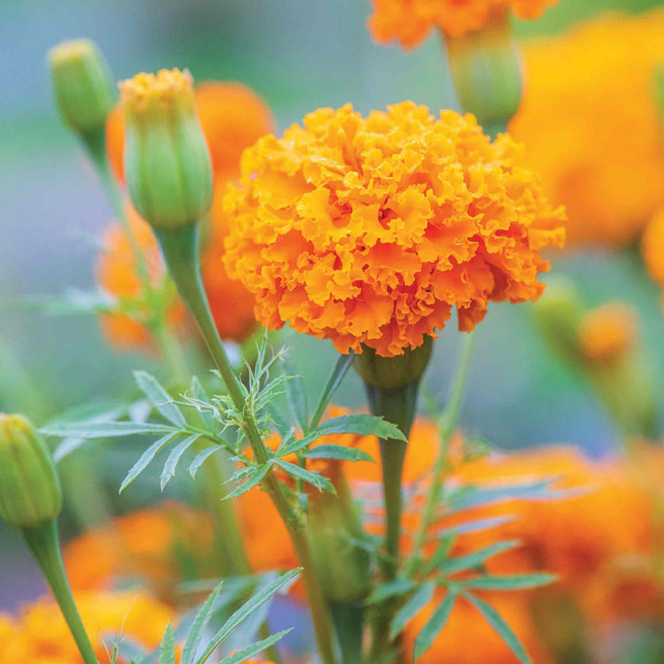 African Marigold Seeds 'Hot Stuff'