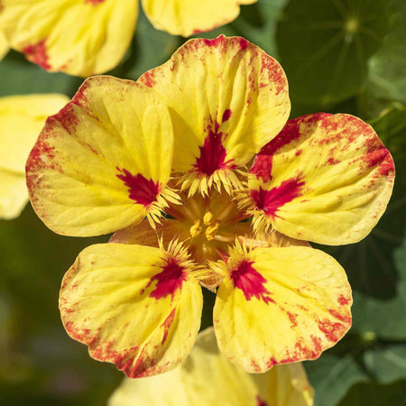 Nasturtium Seeds 'Ice Cream Sundae'