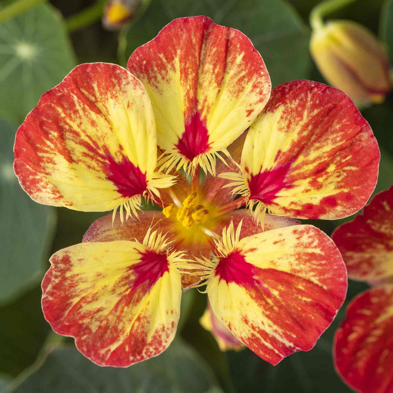 Nasturtium Seeds 'Ice Cream Sundae'