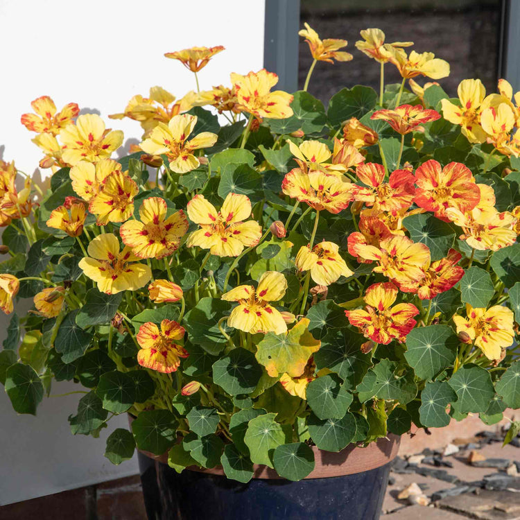 Nasturtium Seeds 'Ice Cream Sundae'