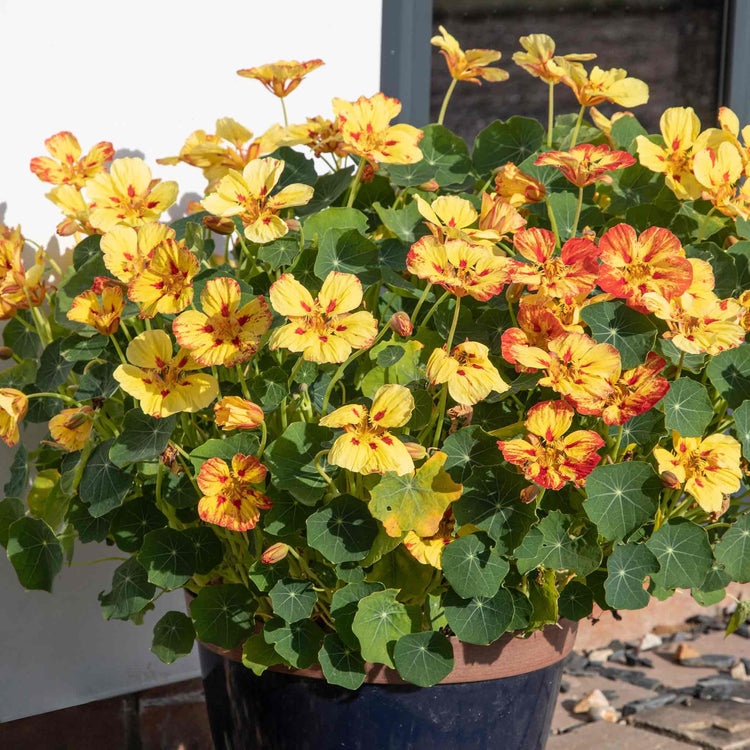 Nasturtium Seeds 'Ice Cream Sundae'