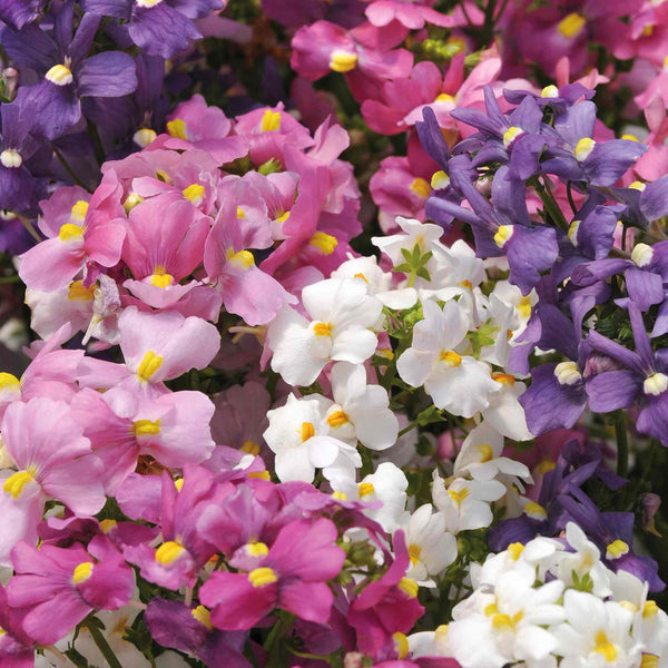 Nemesia Seeds 'Poetry Mixed'