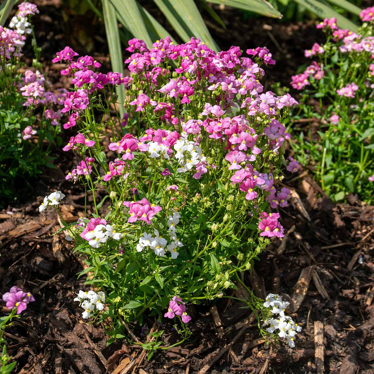 Nemesia Seeds 'Poetry Mixed'