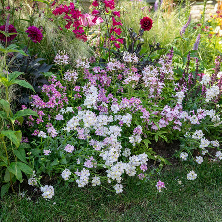 Nemesia Seeds 'Poetry Mixed'