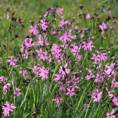 Lychnis Seeds 'Ragged Robin'