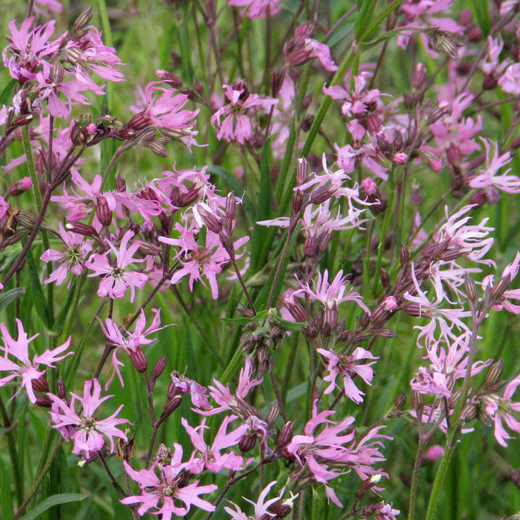 Lychnis Seeds 'Ragged Robin'