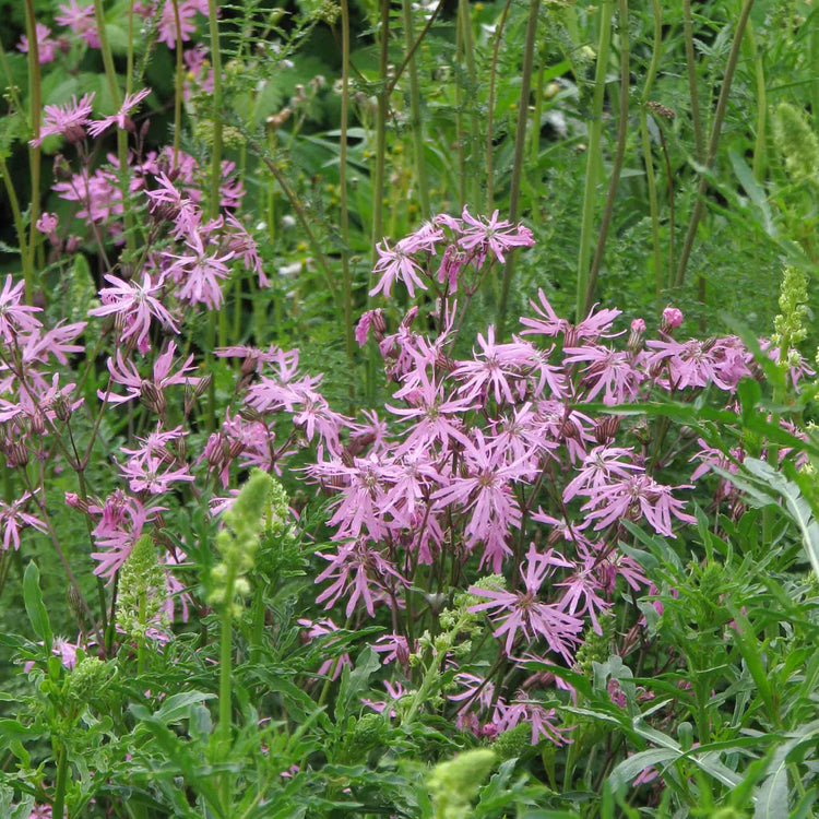 Lychnis Seeds 'Ragged Robin'