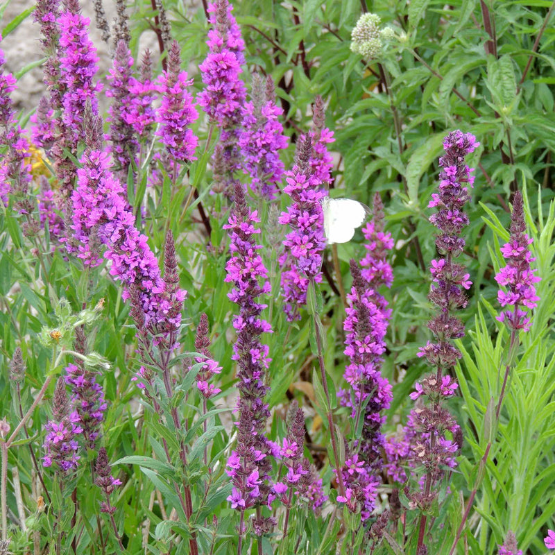 Lythrum Lythrum Salicaria Seeds 'Purple Loosestrife' | Marshalls Garden