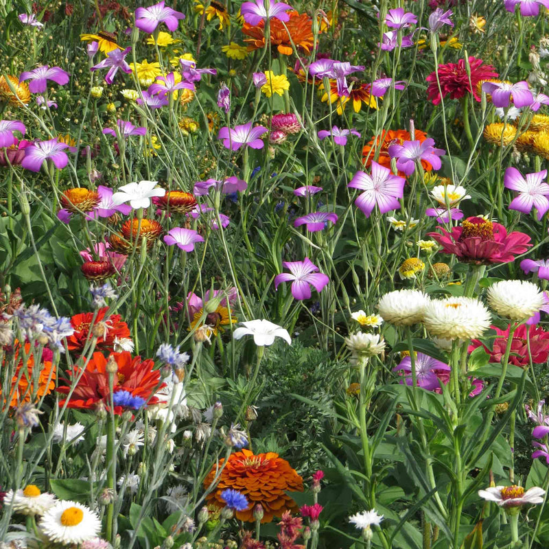 Summer Annuals Seeds 'Cut Flower Mix'