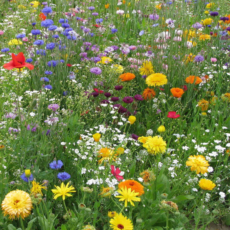 Summer Annuals Seeds 'Express Mix'