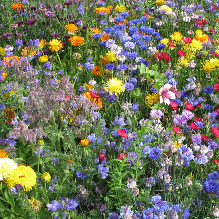 Summer Annuals Seeds 'Medieval Carpet Mix'