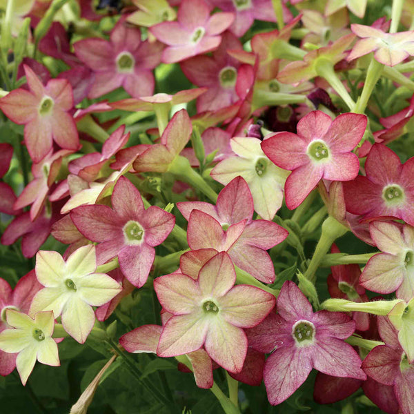 Nicotiana Seeds 'Cuba Lime Purple Bicolour'