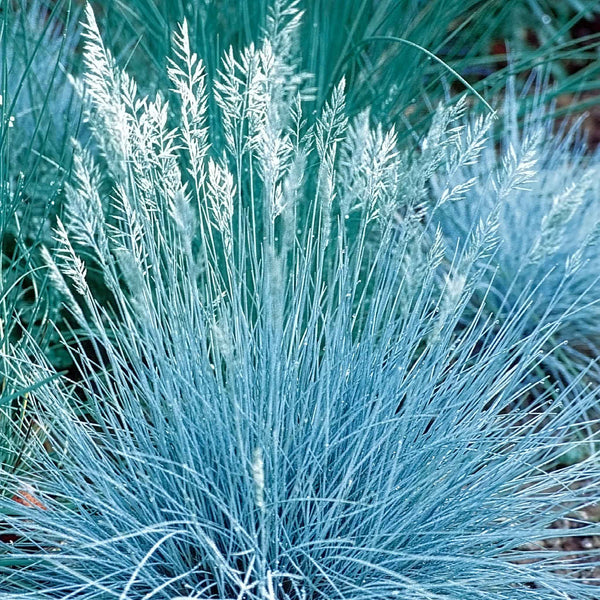 Festuca Seeds 'Blue Select'