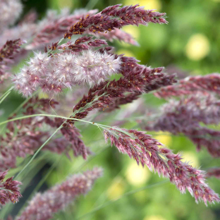 Ornamental Grass 'Melinis Karoo Queen'