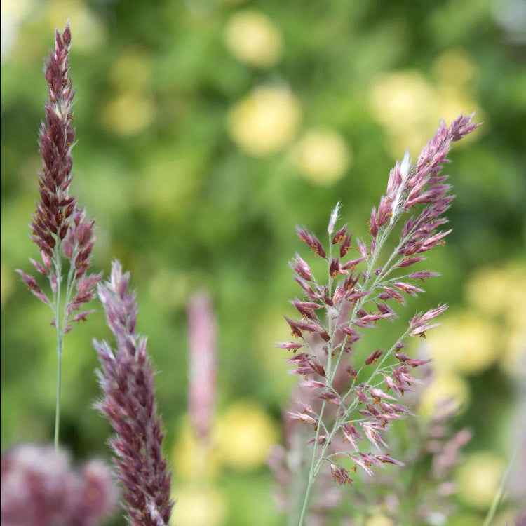 Ornamental Grass 'Melinis Karoo Queen'