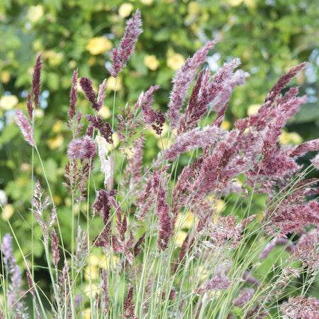 Ornamental Grass 'Melinis Karoo Queen'