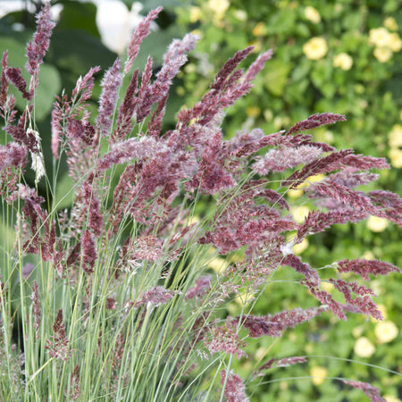 Ornamental Grass 'Melinis Karoo Queen'