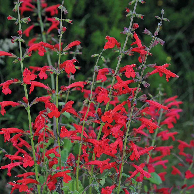 Salvia Seeds 'Roemeriana Arriba'