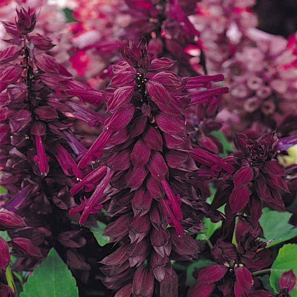 Salvia Seeds 'Vista Purple'