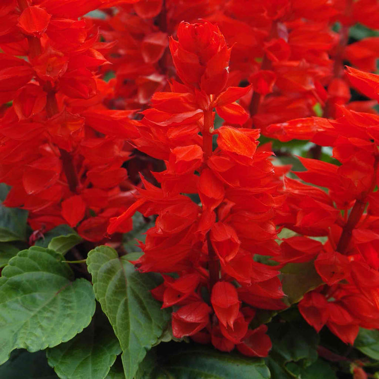 Salvia Seeds 'Vista Red'