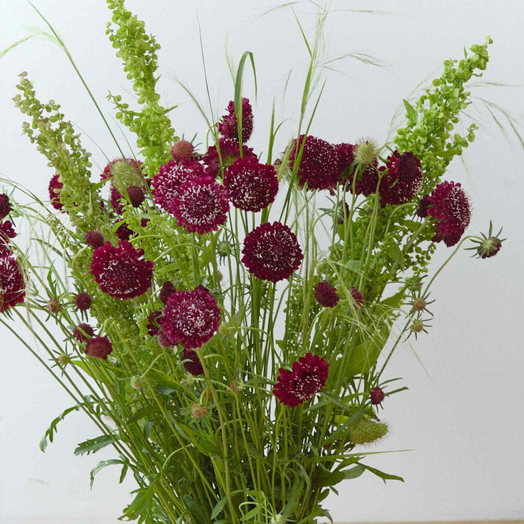 Scabious Seeds 'Fire King'