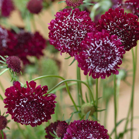 Scabious Seeds 'Fire King'