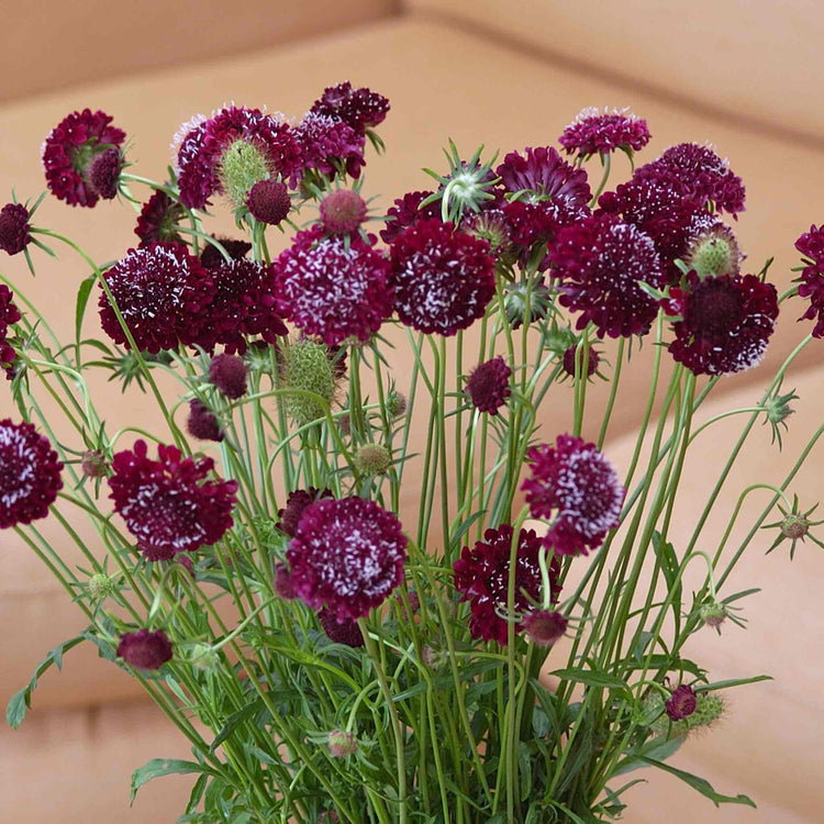 Scabious Seeds 'Fire King'